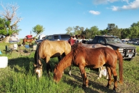 Crazy Horse Ride